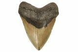 Fossil Megalodon Tooth - North Carolina #192479-2